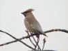 Waxwing at Leigh on Sea (Steve Arlow) (38296 bytes)